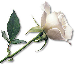 Single White Rose